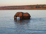 Národní park Chobe